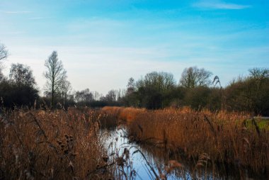 Wicken Fen, Cambridgeshire, İngiltere