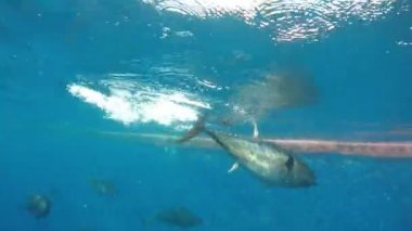 Mavi yüzgeçli Tuna (Thunnus tinus) Akdeniz 'de yüzüyor