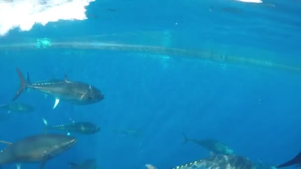 Mavi Yüzgeçli Tuna Thunnus Tinus Akdeniz Yüzüyor — Stok video
