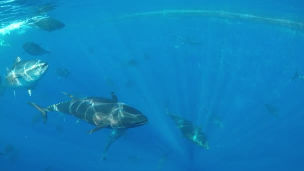 Almindelig Tun Thunnus Thynnus Svømning Middelhavet – Stock-video