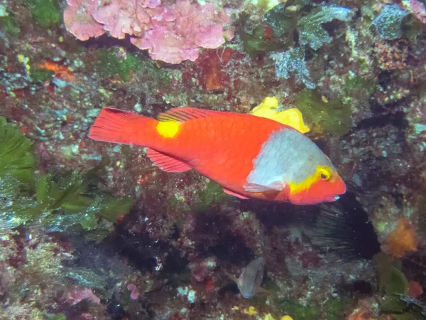 Akdeniz Papağan Balığı Sparisoma Cretense — Stok fotoğraf