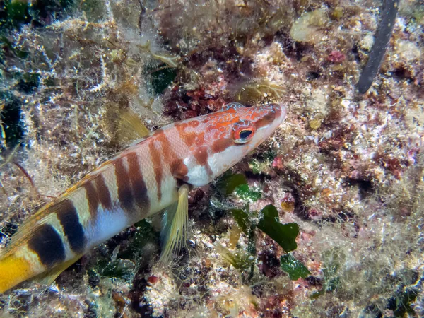 Solitario Peluquero Pintado Serranus Scriba —  Fotos de Stock