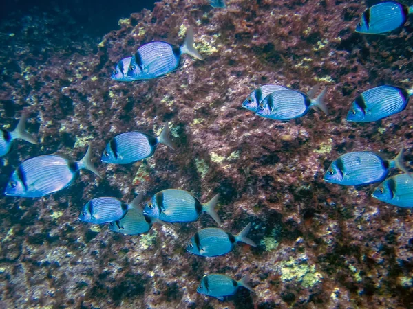 Uma Escola Brema Dupla Banded Diplodus Vulgaris Mar Mediterrâneo — Fotografia de Stock