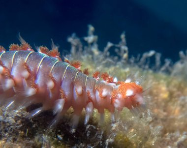 Akdeniz 'de Sakallı Ateşkurtçuğuna (Hermodice carunculata) yakın çekim