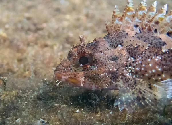 Close Scorpionfish Preto Scorpaena Porcus Mar Mediterrâneo — Fotografia de Stock