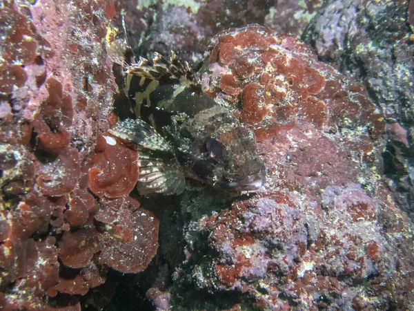 Primo Piano Uno Scorfano Nero Scorpaena Porcus Nel Mar Mediterraneo — Foto Stock