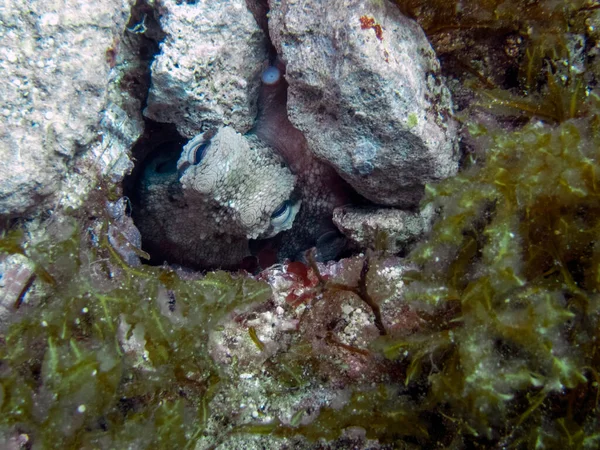 Eine Krake Octopus Vulgaris Versteckt Sich Einem Felsen Mittelmeer — Stockfoto