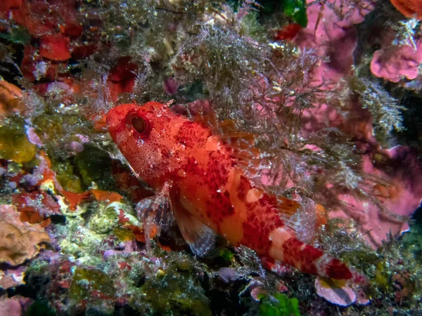 Červený Škorpión Scorpaena Scrofa Středozemním Moři — Stock fotografie