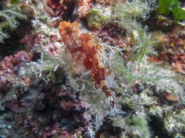 Red Scorpionfish Scorpaena Scrofa Mediterranean Sea — Stock Photo, Image