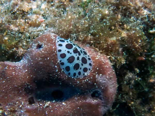 Dotted Sea Slug Peltodoris Atromaculata Nel Mar Mediterraneo Malta — Foto Stock