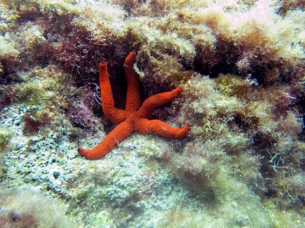 Estrella Del Mar Rojo Mediterráneo Echinaster Sepositus — Foto de Stock
