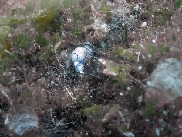 Petit Escargot Bulles Lamprohaminoea Ovalis Dans Herbe Marine Mer Méditerranée — Photo