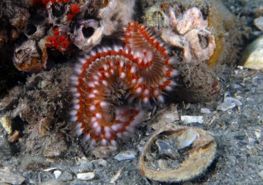 Florida, ABD 'de Sakallı Ateşböceği (Hermodice carunculata)