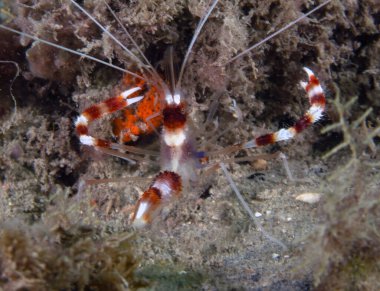 A Banded Boxer Shrimp (Stenopus hispidus) in Florida, USA