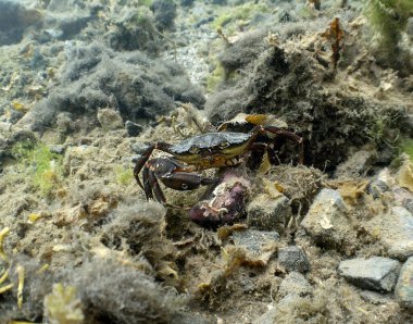 Bir Yeşil Kıyı Yengeci (Carcinus maenas) Mull Adası, Argyll ve Bute, İskoçya yakınlarında