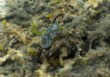 Bir Yeşil Kıyı Yengeci (Carcinus maenas) Mull Adası, Argyll ve Bute, İskoçya yakınlarında