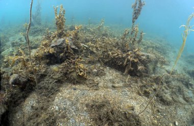 Bir Yeşil Kıyı Yengeci (Carcinus maenas) Mull Adası, Argyll ve Bute, İskoçya yakınlarında