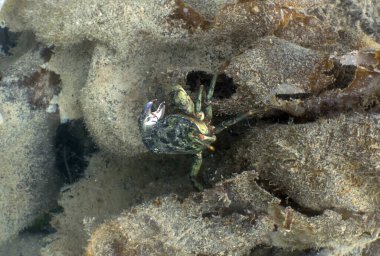 Bir Yeşil Kıyı Yengeci (Carcinus maenas) Mull Adası, Argyll ve Bute, İskoçya yakınlarında