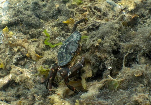 Bir Yeşil Kıyı Yengeci (Carcinus maenas) Mull Adası, Argyll ve Bute, İskoçya yakınlarında