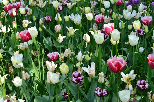 Wspaniałe Kwitnienie Wielobarwnych Tulipanów Prywatnym Włoskim Ogrodzie — Zdjęcie stockowe