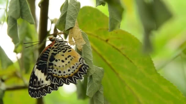 Metamorfosis Mariposa Del Capullo Prepararse Para Volar Rama Jardín — Vídeo de stock