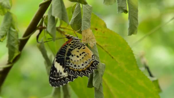 蝶の繭から変身と庭で枝に飛行するための準備 — ストック動画