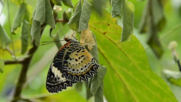 蝴蝶变形从茧和准备飞行在分支在庭院里 — 图库视频影像