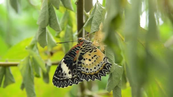 Butterfly Metamorphosis Cocoon Prepare Flying Branch Garden — Stock Video