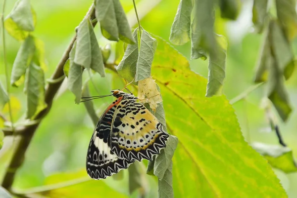 Pillangó Báb Metamorfózis Előkészíti Hogy Repül Kertben — Stock Fotó