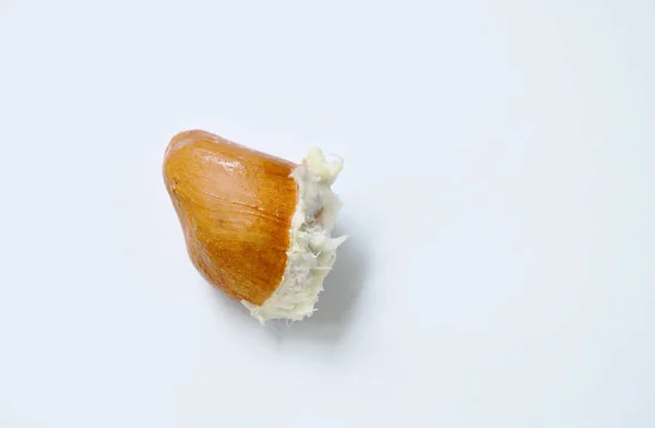 Durian σπόρων σε λευκό φόντο — Φωτογραφία Αρχείου