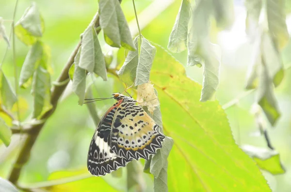 La metamorfosi di farfalla da bozzolo e si prepara a volare su ramo in giardino — Foto Stock