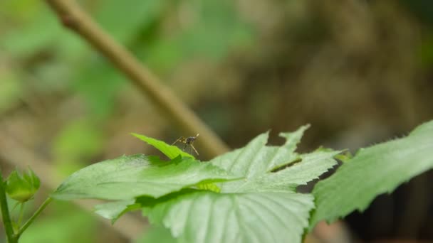 小虫子爬在花园的叶子上 — 图库视频影像
