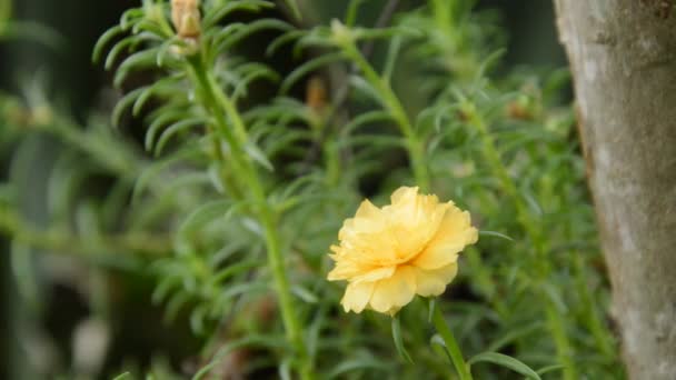 Amarelo Rosa Musgo Florescendo Jardim — Vídeo de Stock