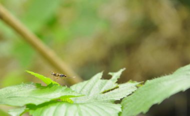 küçük hata yaprak bahçesinde üzerinde tırmanma