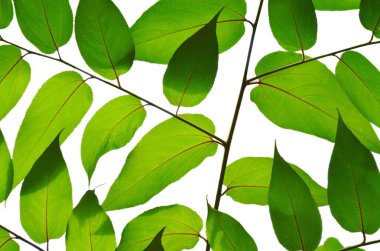 Şube doku beyaz arka planda yeşil yaprak