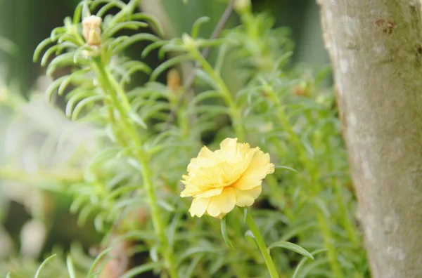 Желтый мох розы цветет в саду — стоковое фото