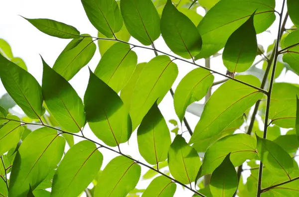 Green Leaf Branch Texture Garden — Stock Photo, Image