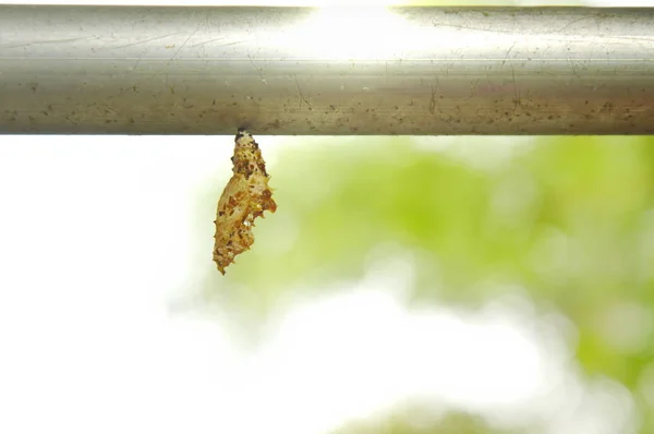 Chrysalis Opknoping Aluminium Kleding Lijn — Stockfoto