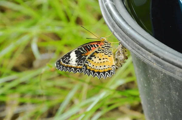 Metamorfoza fluture din cocon și urcarea pe coșul de plastic negru se pregătesc să zboare în grădină — Fotografie, imagine de stoc