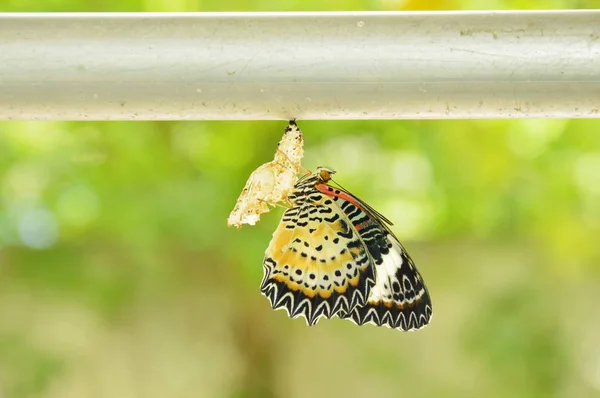 Metamorfoza fluture din cocon și să se pregătească să zboare pe linia de haine din aluminiu în grădină — Fotografie, imagine de stoc