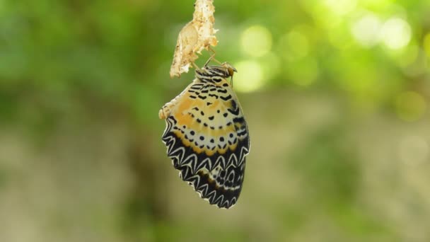 Butterfly Proměna Kokonu Připravte Létání Šňůru Prádlo Hliníkový Zahradě — Stock video