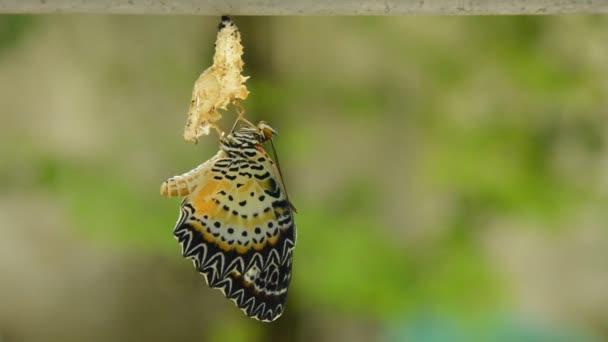 Metamorfosis Mariposa Del Capullo Prepararse Para Volar Línea Ropa Aluminio — Vídeo de stock