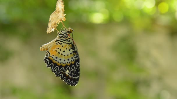 蝴蝶变形从茧和准备飞行在铝衣裳线在庭院里 — 图库视频影像