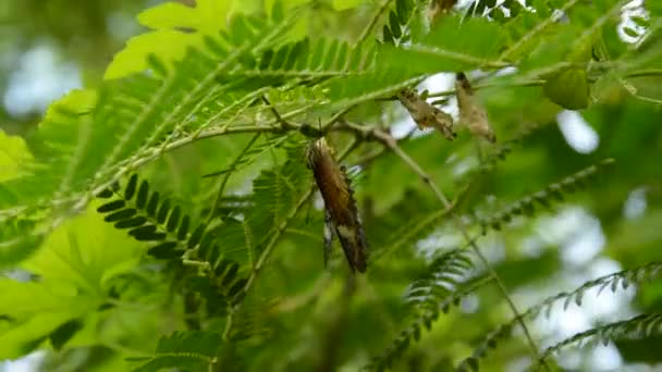 Mariposa Sangrando Bajo Rama Jardín — Vídeo de stock