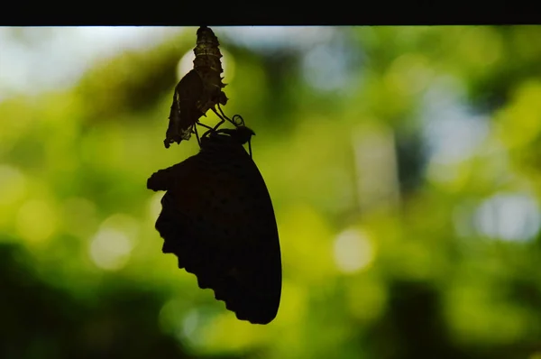 La metamorfosi di farfalla di sagoma da bozzolo e si prepara a volare su linea di vestiti di alluminio in giardino — Foto Stock