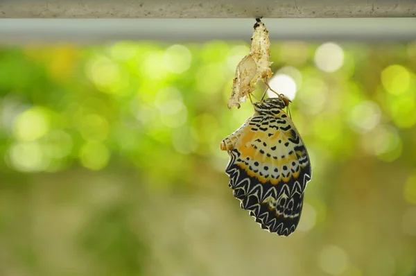 Pillangó báb metamorfózis, és készüljön fel a repülő alumínium ruhák sorban kertben — Stock Fotó