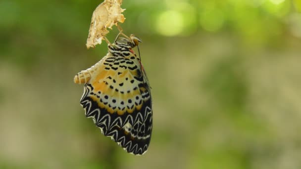 Butterfly Proměna Kokonu Připravte Létání Šňůru Prádlo Hliníkový Zahradě — Stock video