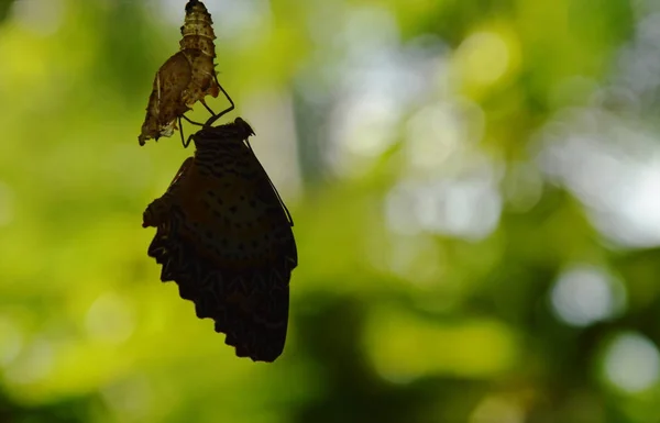 La metamorfosi di farfalla di sagoma da bozzolo e si prepara a volare su linea di vestiti di alluminio in giardino — Foto Stock