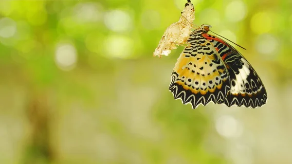 La metamorfosi di farfalla da bozzolo e si prepara a volare su linea di vestiti di alluminio in giardino — Foto Stock