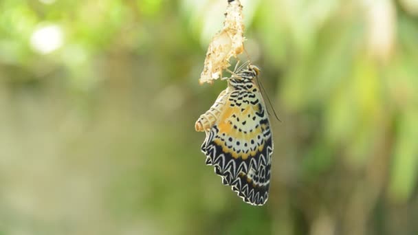 Metamorfosis Mariposa Del Capullo Prepararse Para Volar Línea Ropa Aluminio — Vídeo de stock